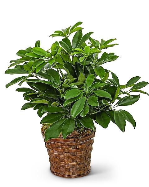 Schefflera Arboricola, Standard - View 15 from www redcrocus com