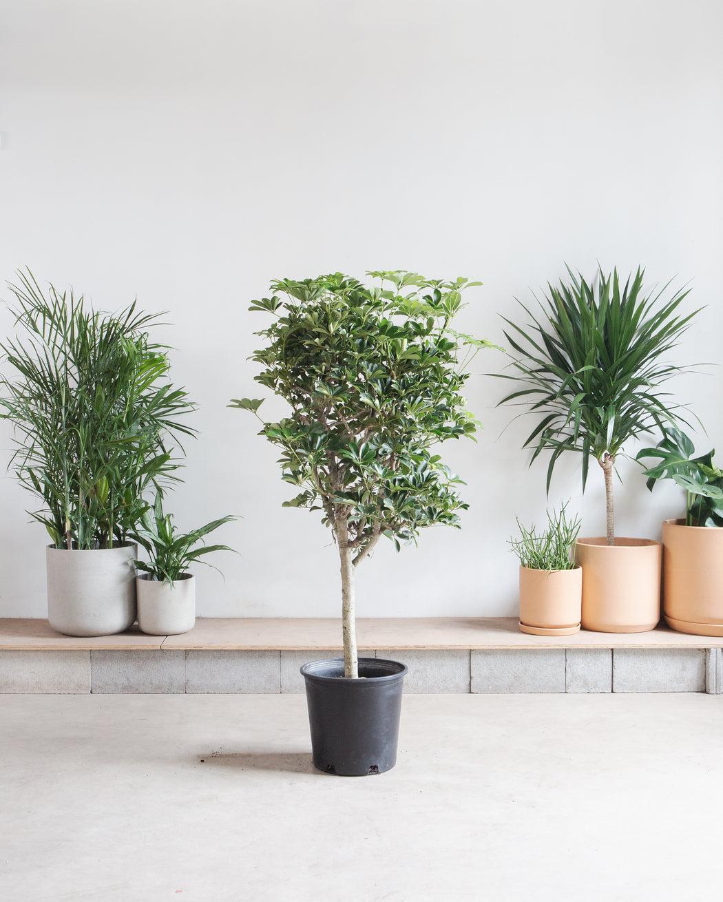 Schefflera Arboricola, Standard - View 16 from www redcrocus com