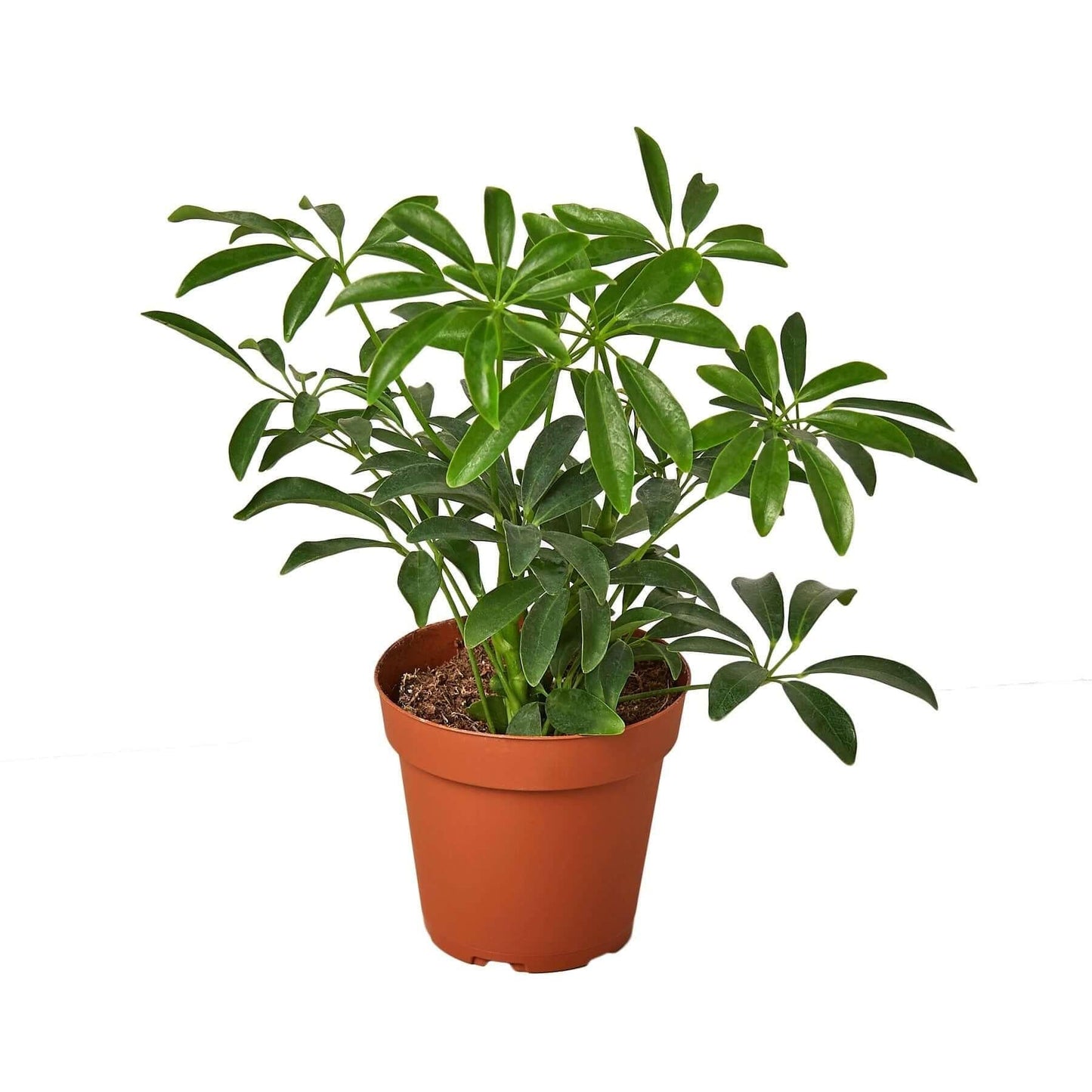 Schefflera Arboricola, Standard - View 17 from www redcrocus com