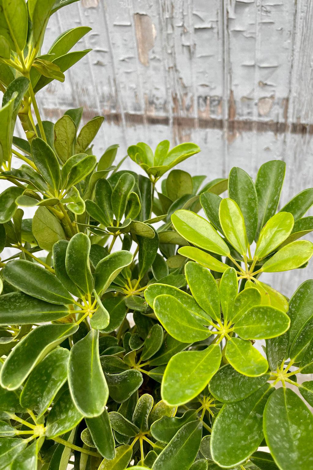 Schefflera Arboricola, Standard - View 1 from www redcrocus com
