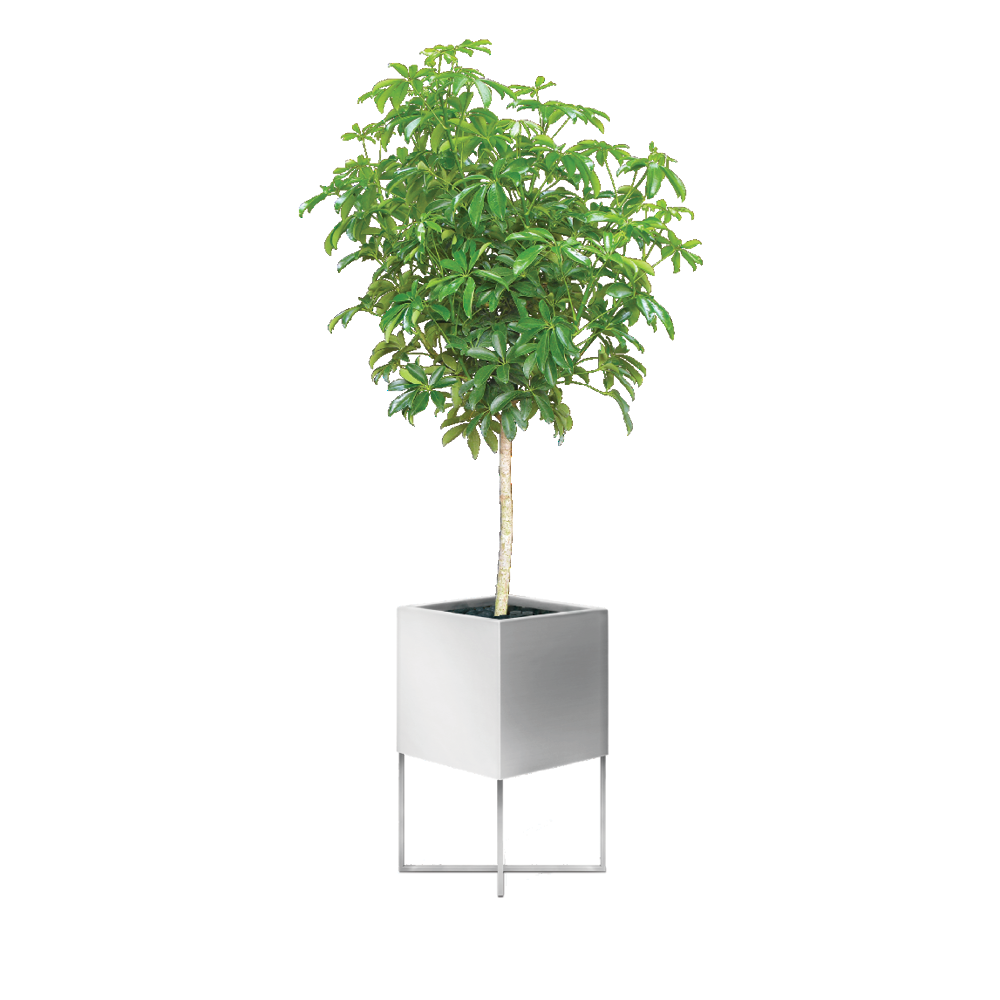 Schefflera Arboricola, Standard - View 1 from www redcrocus com