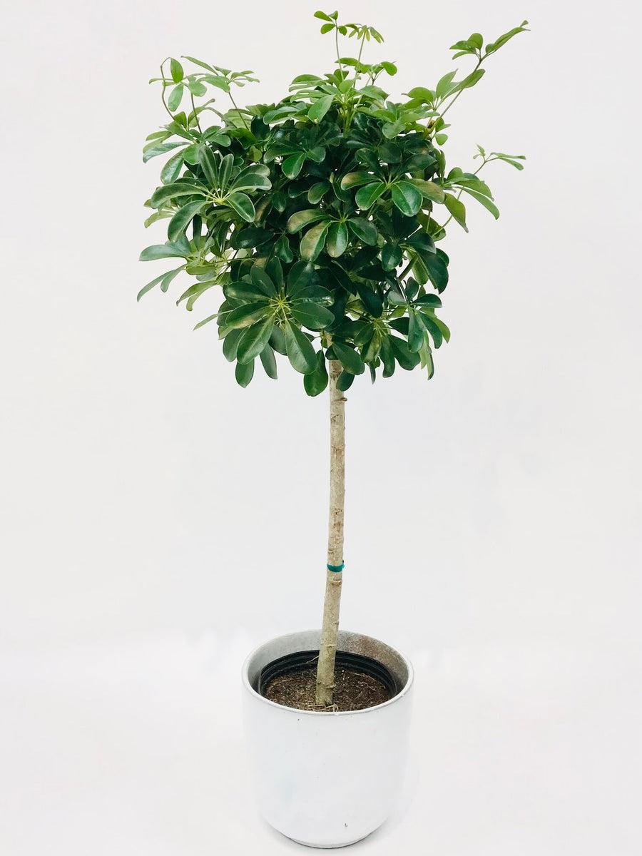 Schefflera Arboricola, Standard - View 2 from www redcrocus com