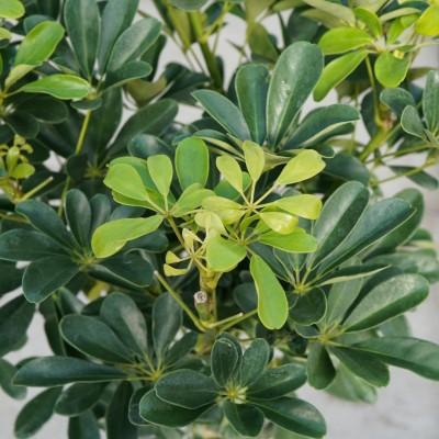 Schefflera Arboricola, Standard - View 3 from www redcrocus com