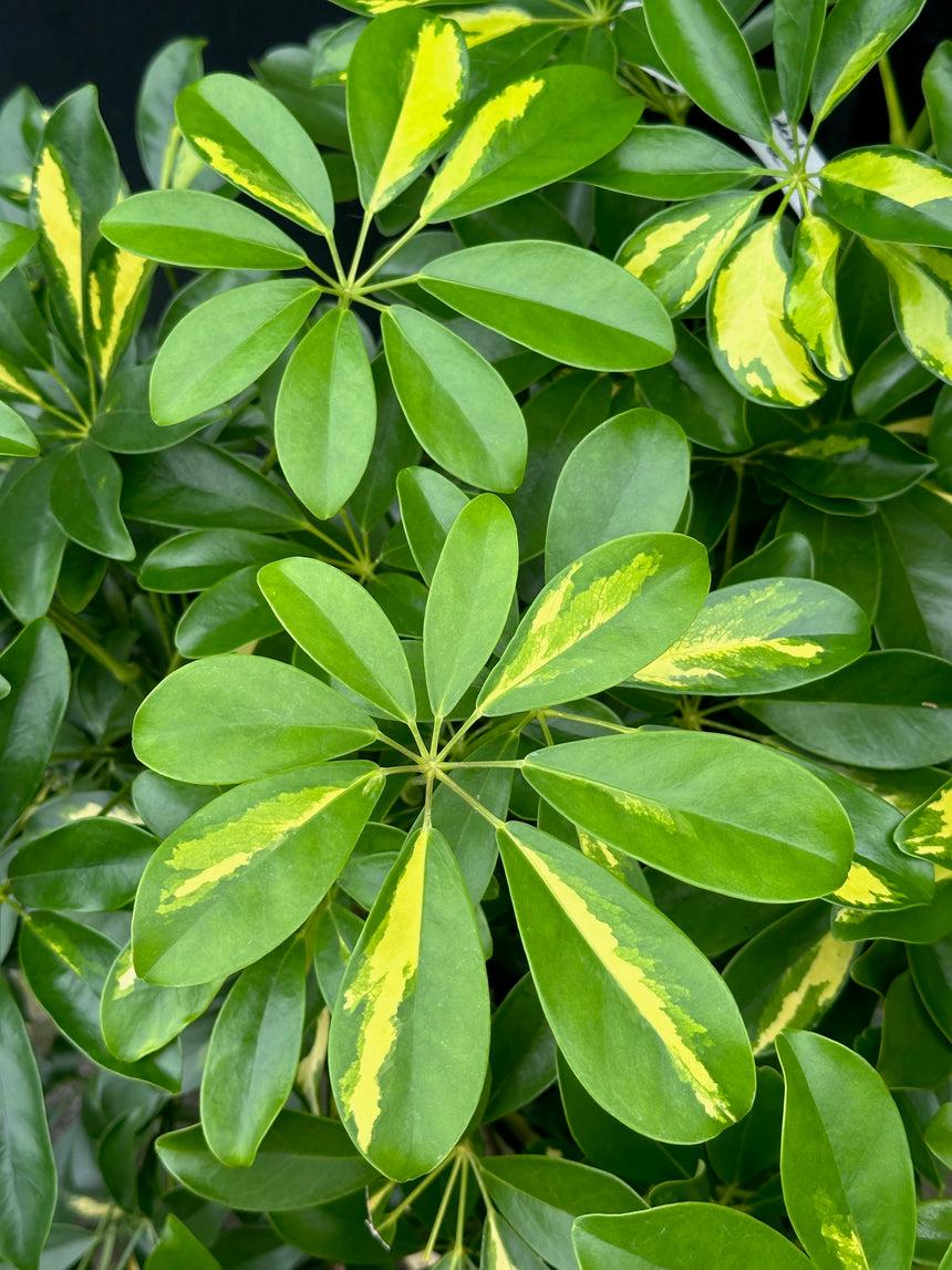 Schefflera Arboricola, Standard - View 5 from www redcrocus com