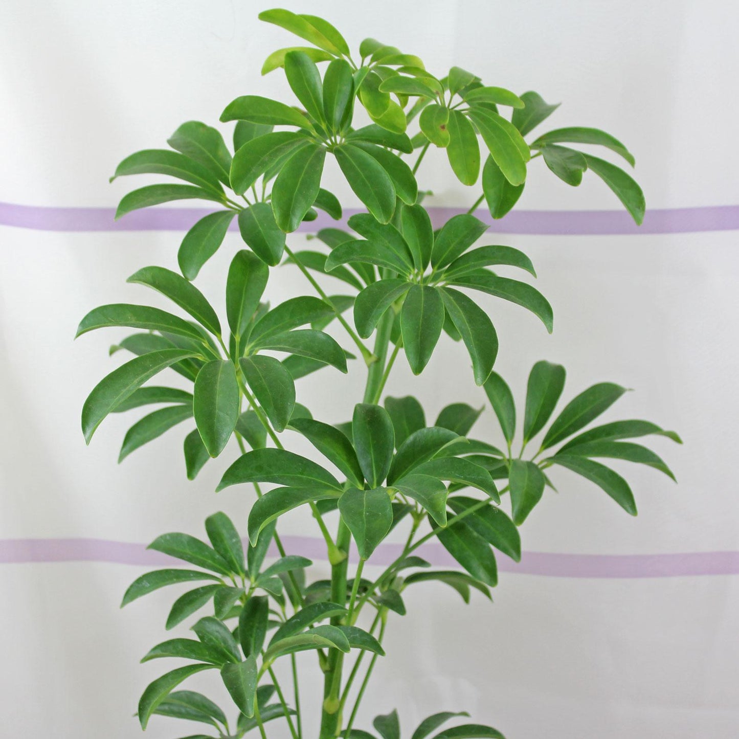Schefflera Arboricola, Standard - View 6 from www redcrocus com