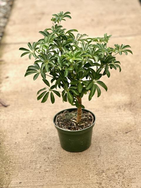 Schefflera Arboricola, Standard - View 7 from www redcrocus com