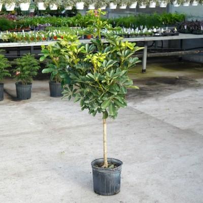 Schefflera Arboricola, Standard - View 8 from www redcrocus com