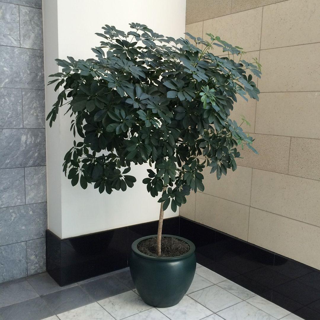 Schefflera Arboricola, Standard - View 9 from www redcrocus com