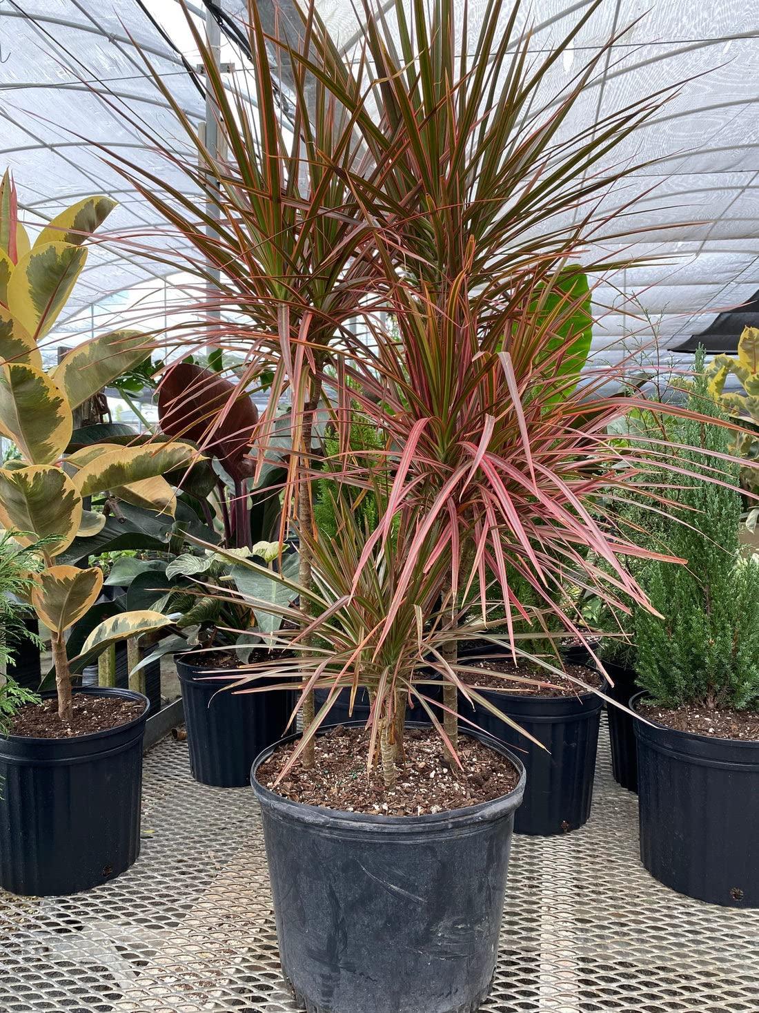 Dracaena Marginata Bush - View 16 from www redcrocus com
