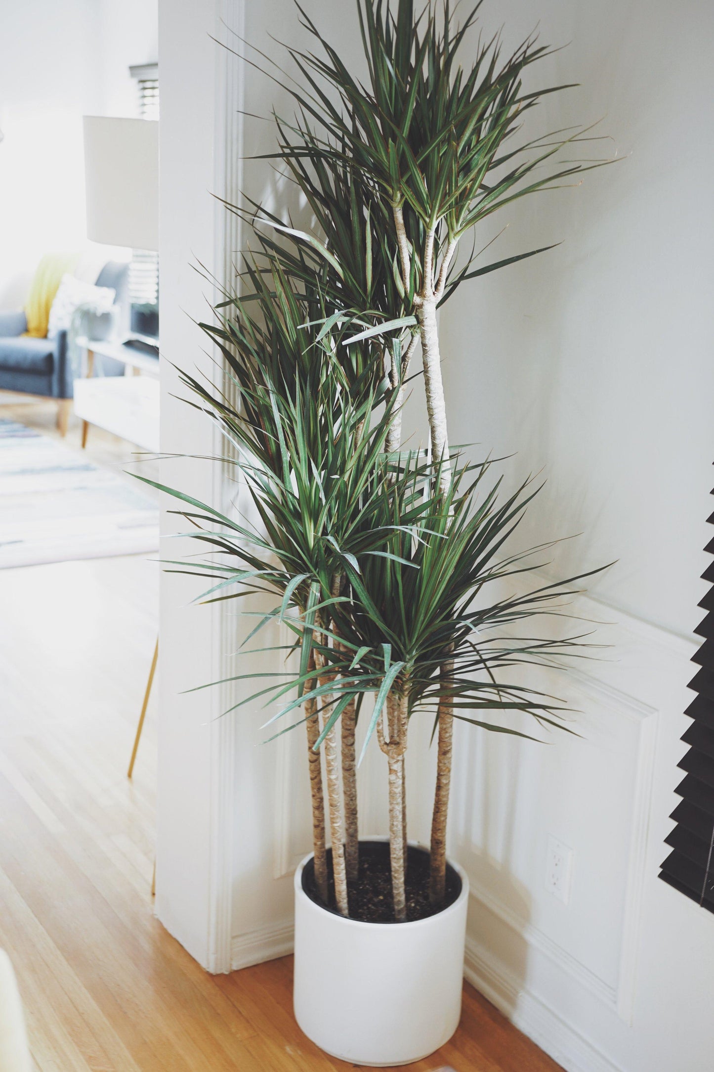 Dracaena Marginata Bush - View 18 from www redcrocus com