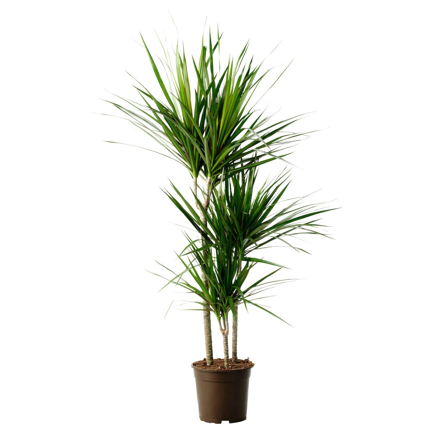 Dracaena Marginata Bush - View 19 from www redcrocus com