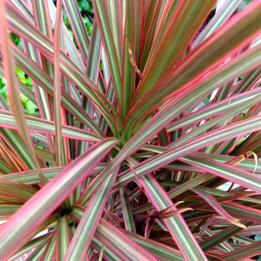 Dracaena Marginata Bush - View 6 from www redcrocus com
