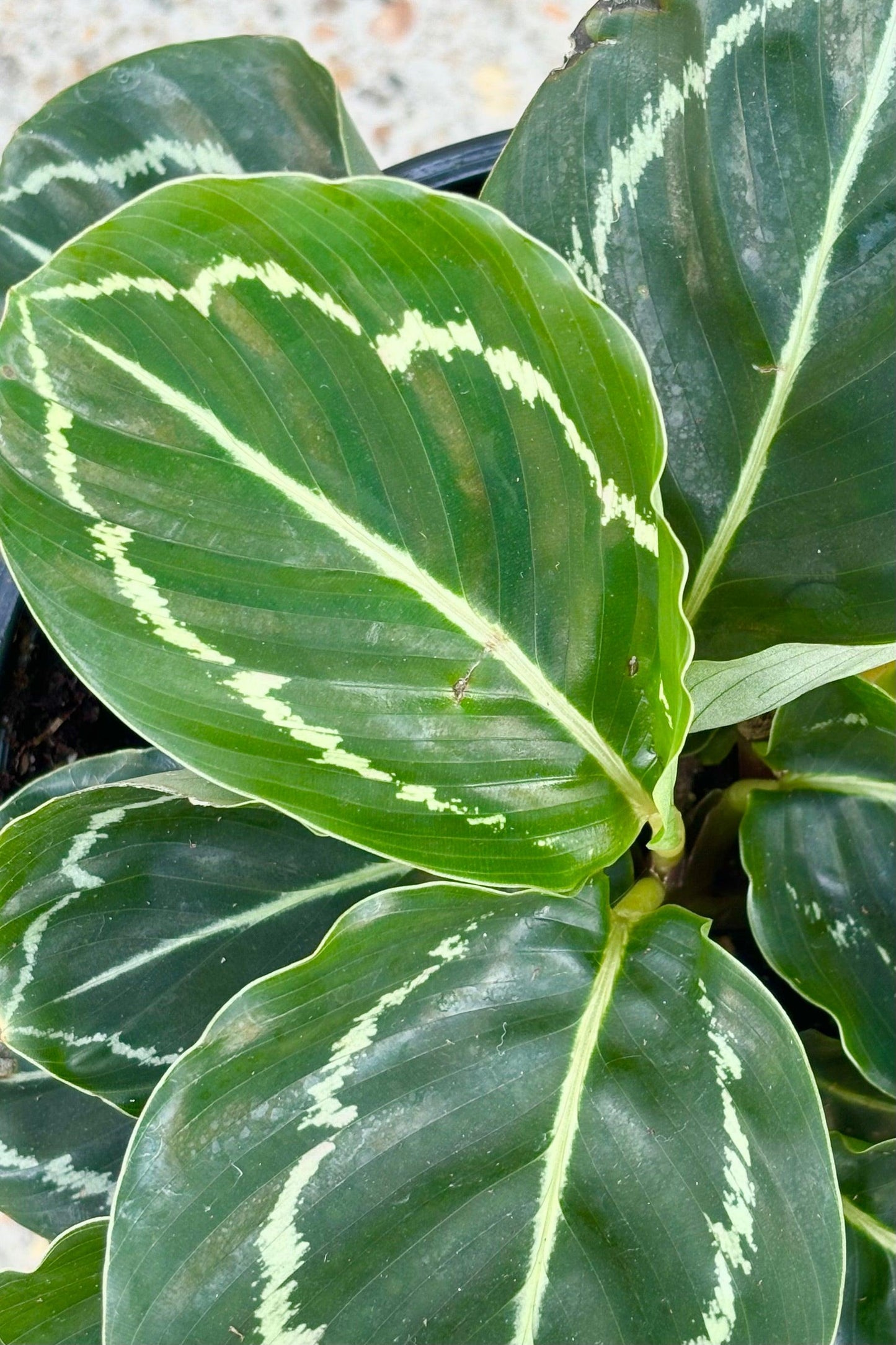 Calathea Northern Lights - View 10 from www redcrocus com
