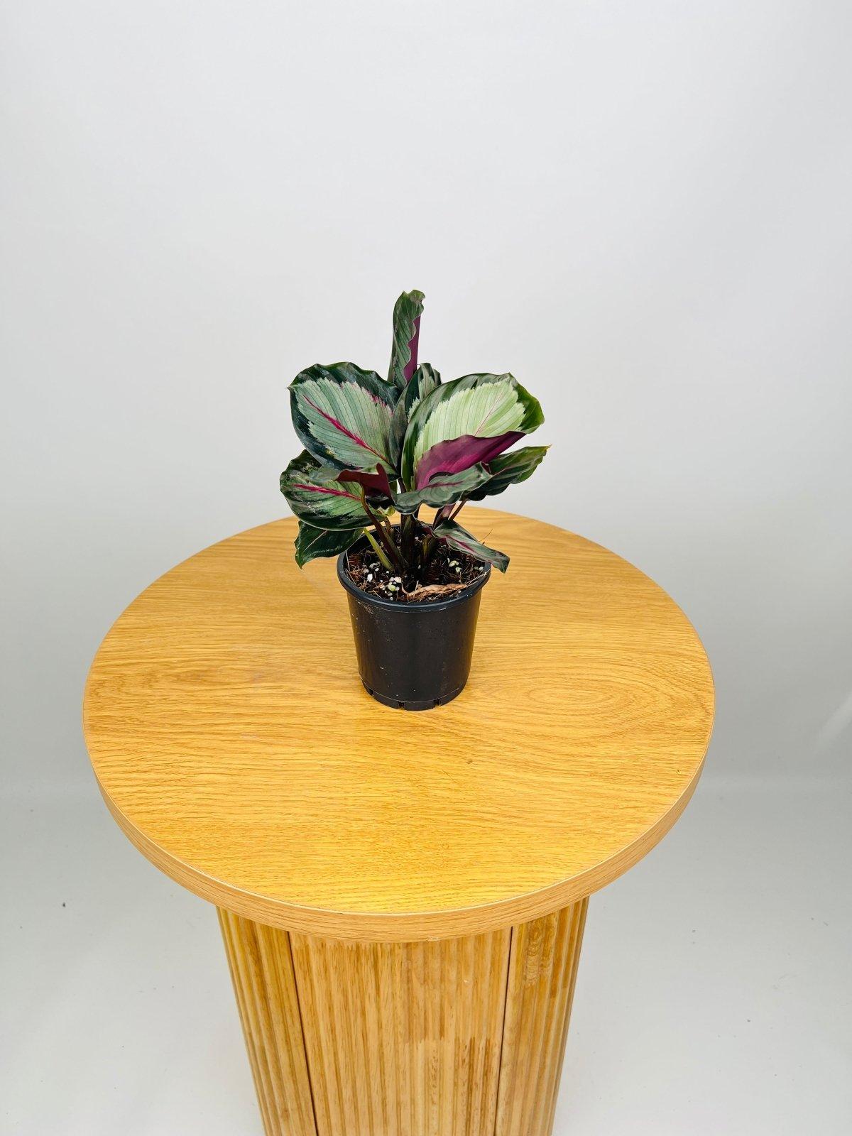 Calathea Northern Lights - View 11 from www redcrocus com