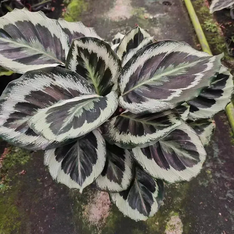 Calathea Northern Lights - View 11 from www redcrocus com