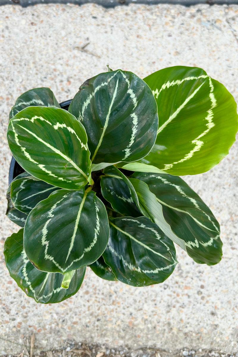Calathea Northern Lights - View 12 from www redcrocus com