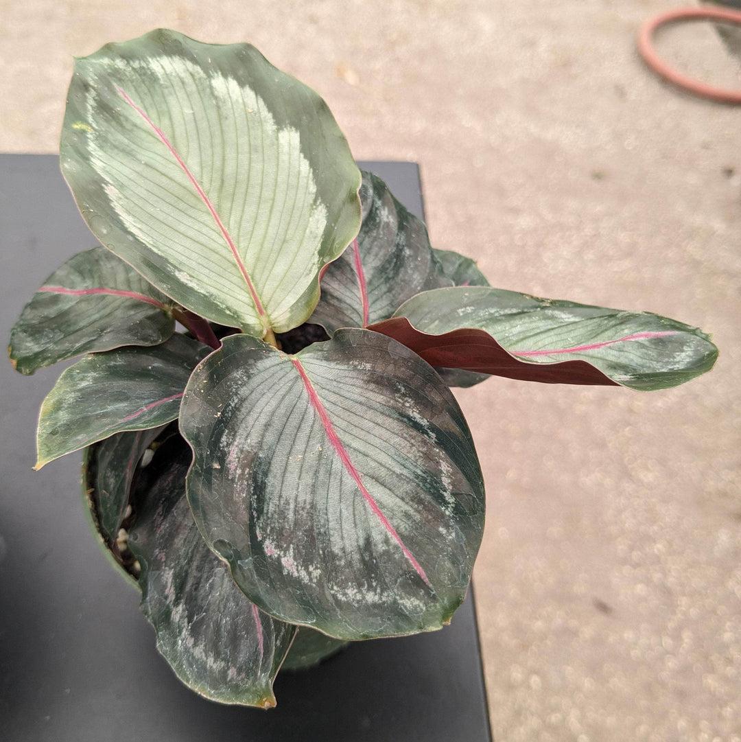Calathea Northern Lights - View 14 from www redcrocus com