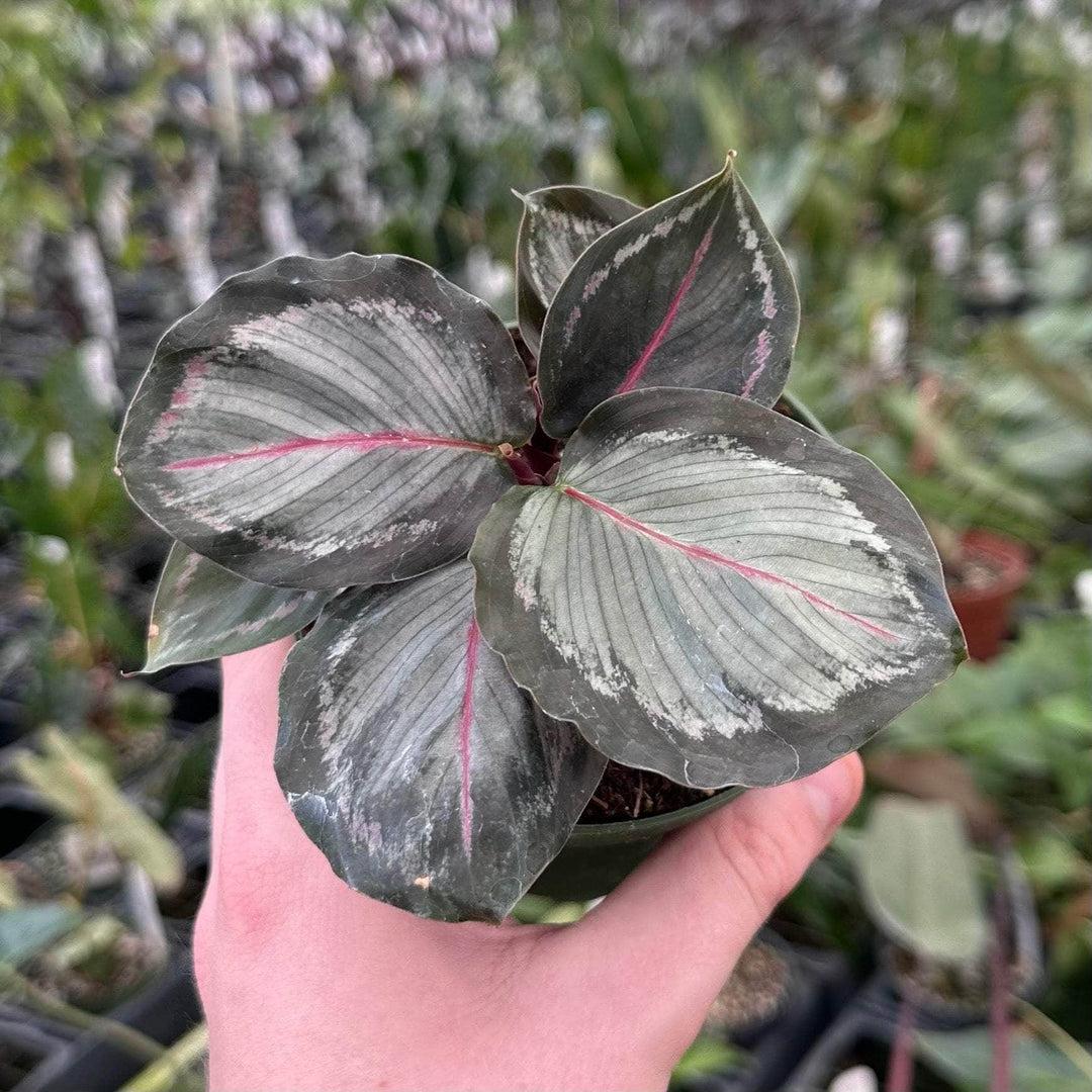 Calathea Northern Lights - View 15 from www redcrocus com