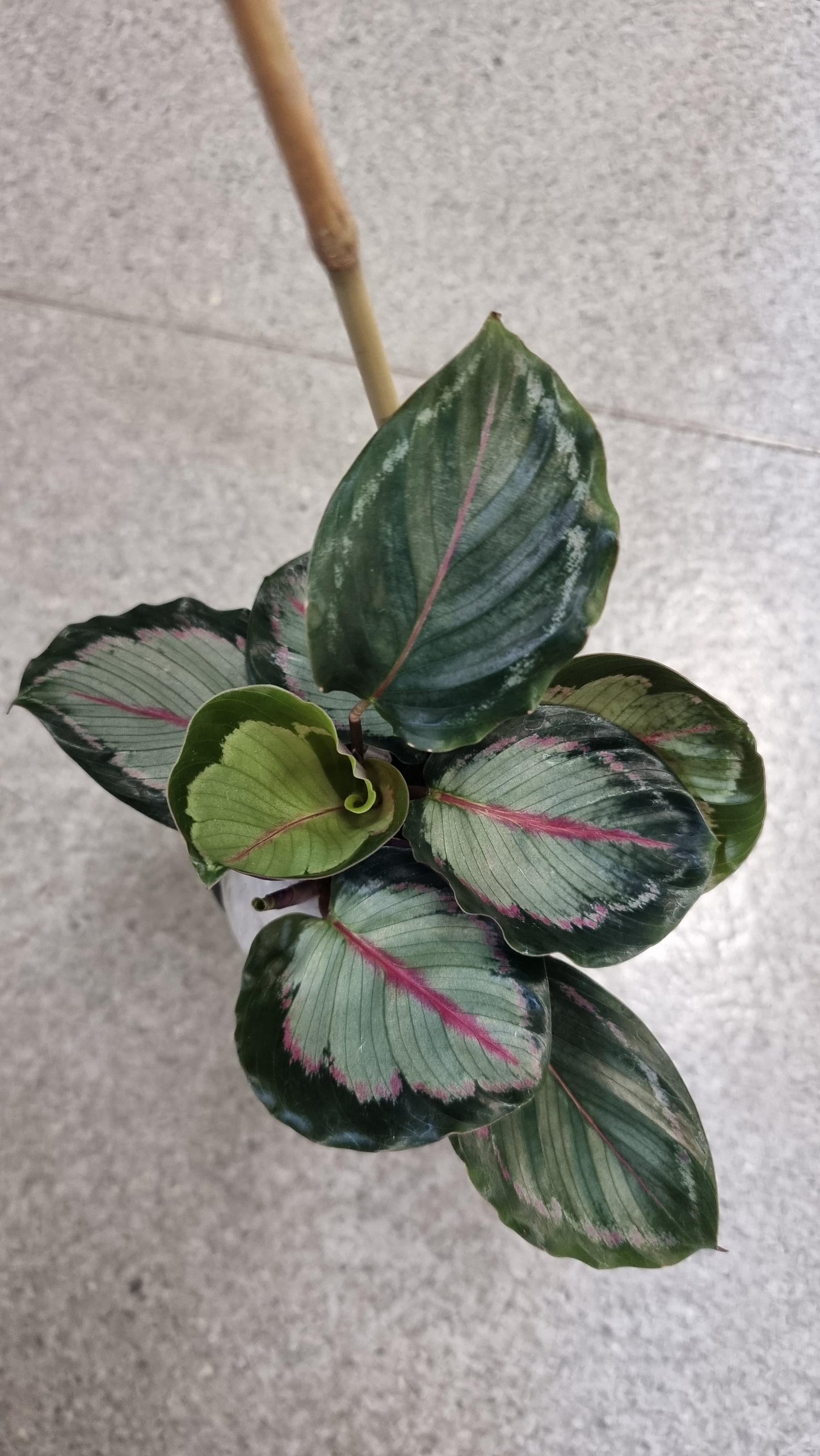 Calathea Northern Lights - View 19 from www redcrocus com
