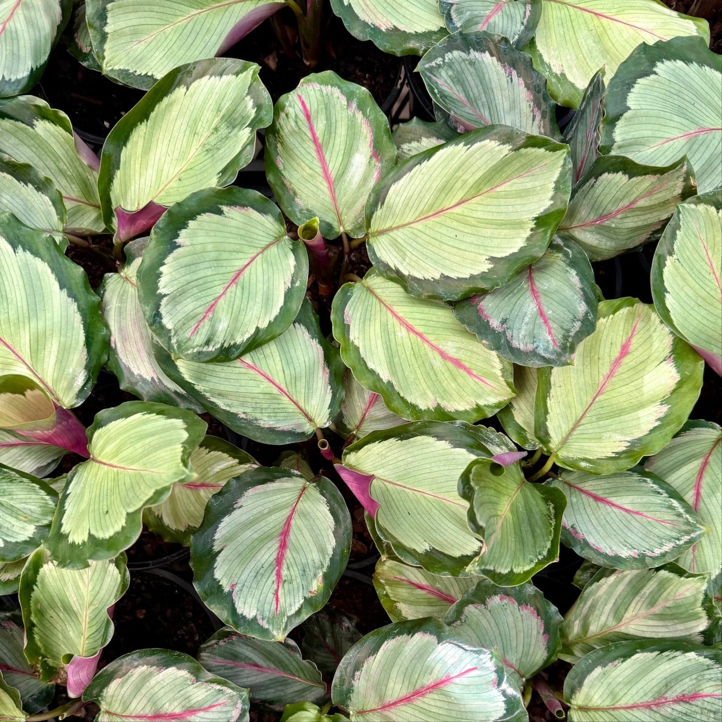 Calathea Northern Lights - View 1 from www redcrocus com