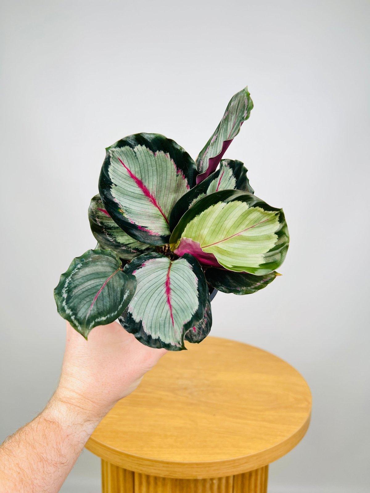 Calathea Northern Lights - View 2 from www redcrocus com