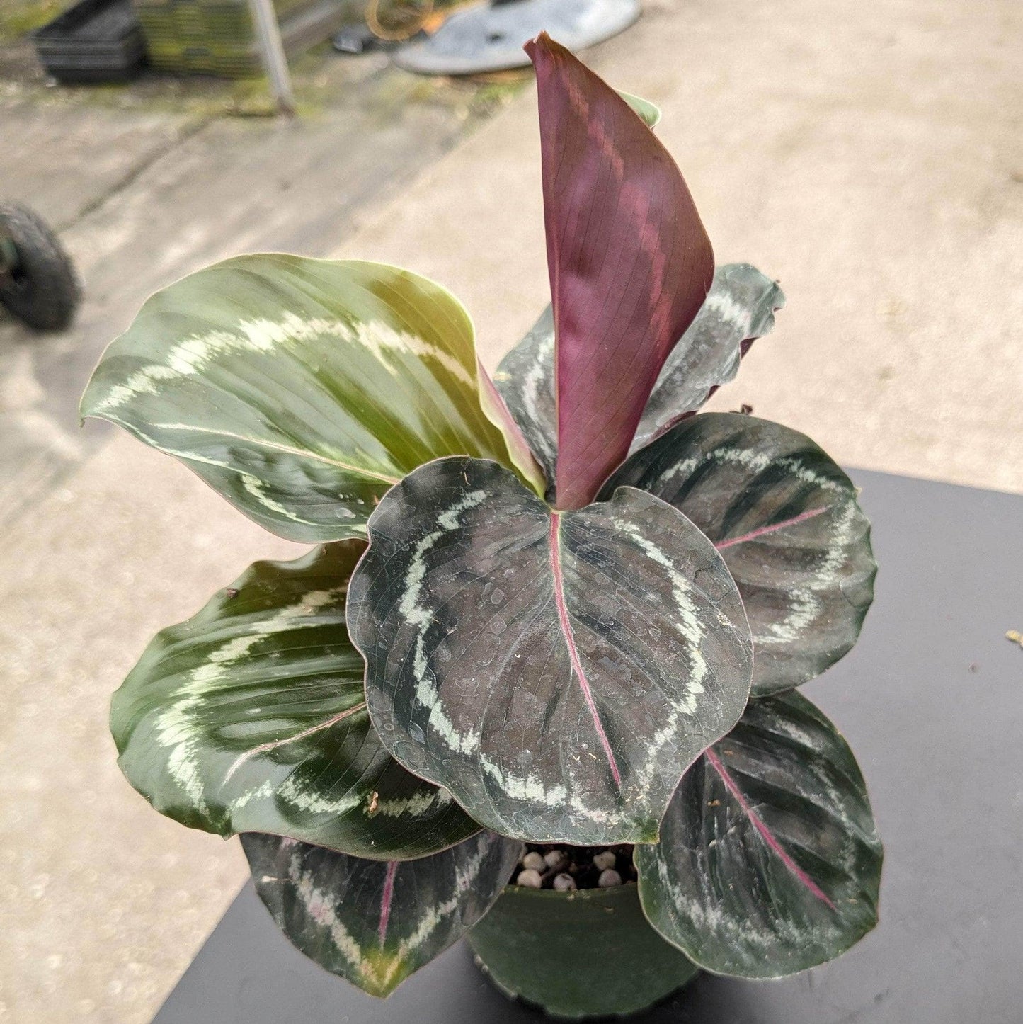 Calathea Northern Lights - View 3 from www redcrocus com