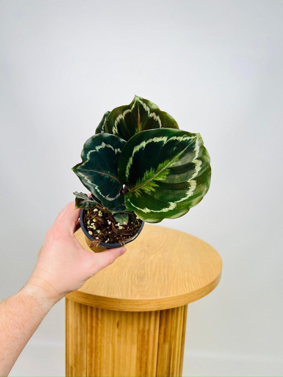 Calathea Northern Lights - View 4 from www redcrocus com