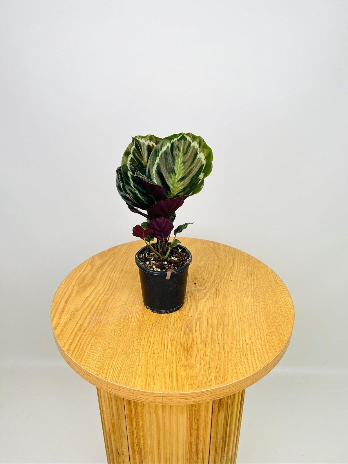 Calathea Northern Lights - View 7 from www redcrocus com