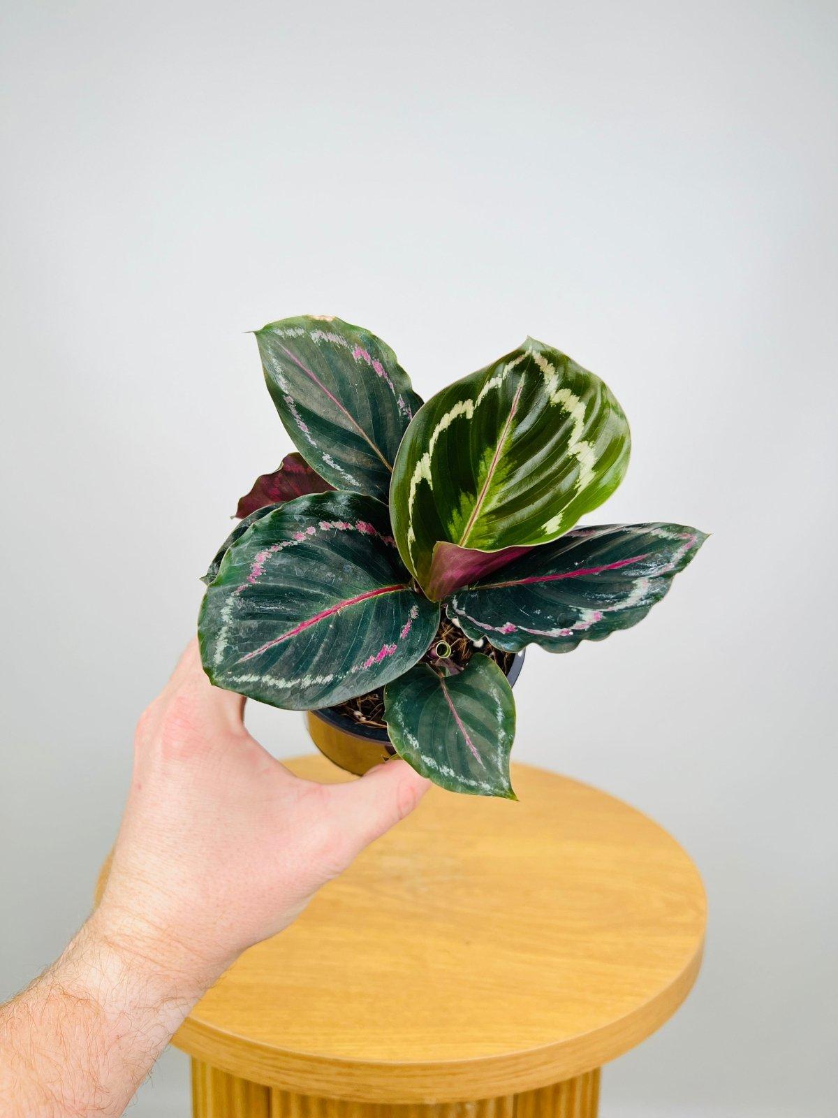 Calathea Northern Lights - View 8 from www redcrocus com