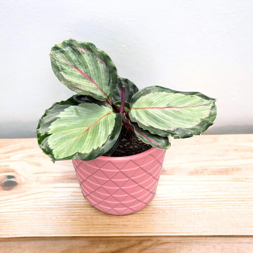 Calathea Northern Lights - View 9 from www redcrocus com
