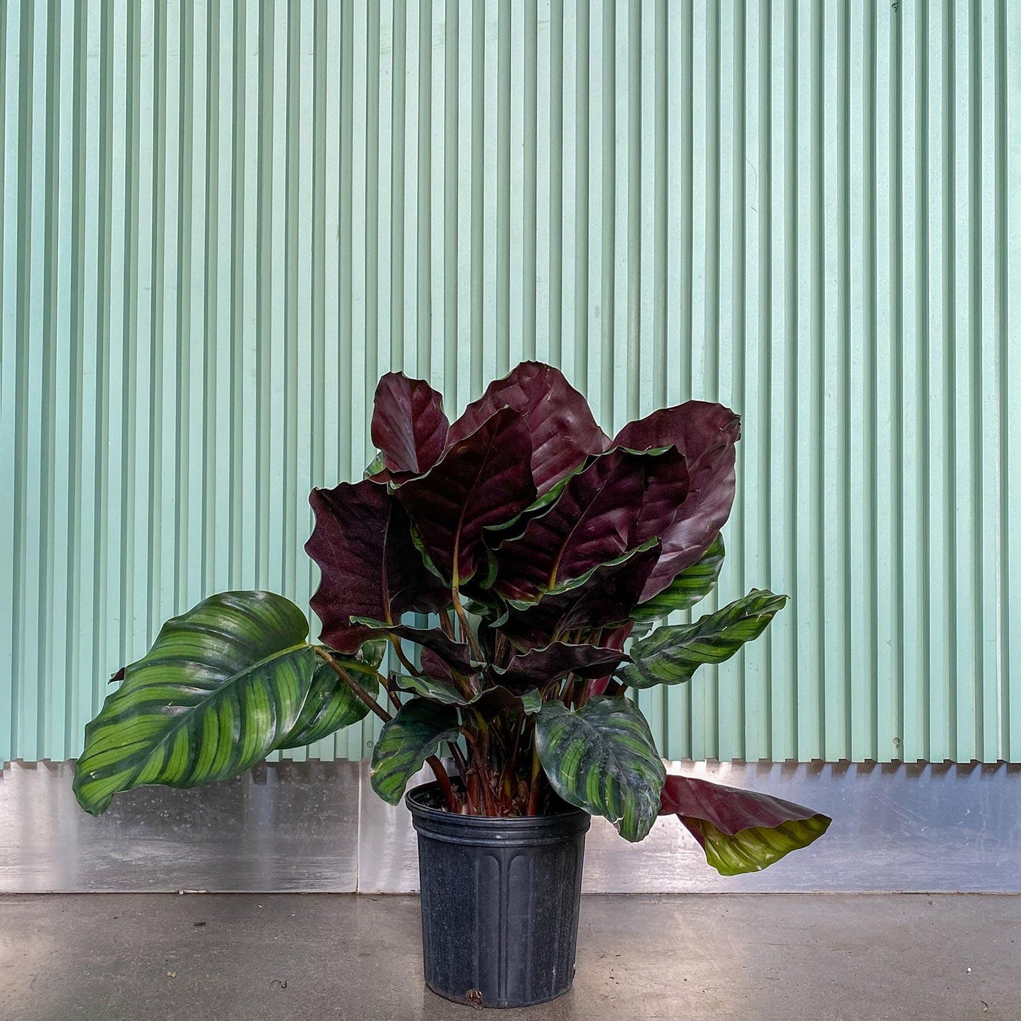 Calathea Fasciata - View 14 from www redcrocus com