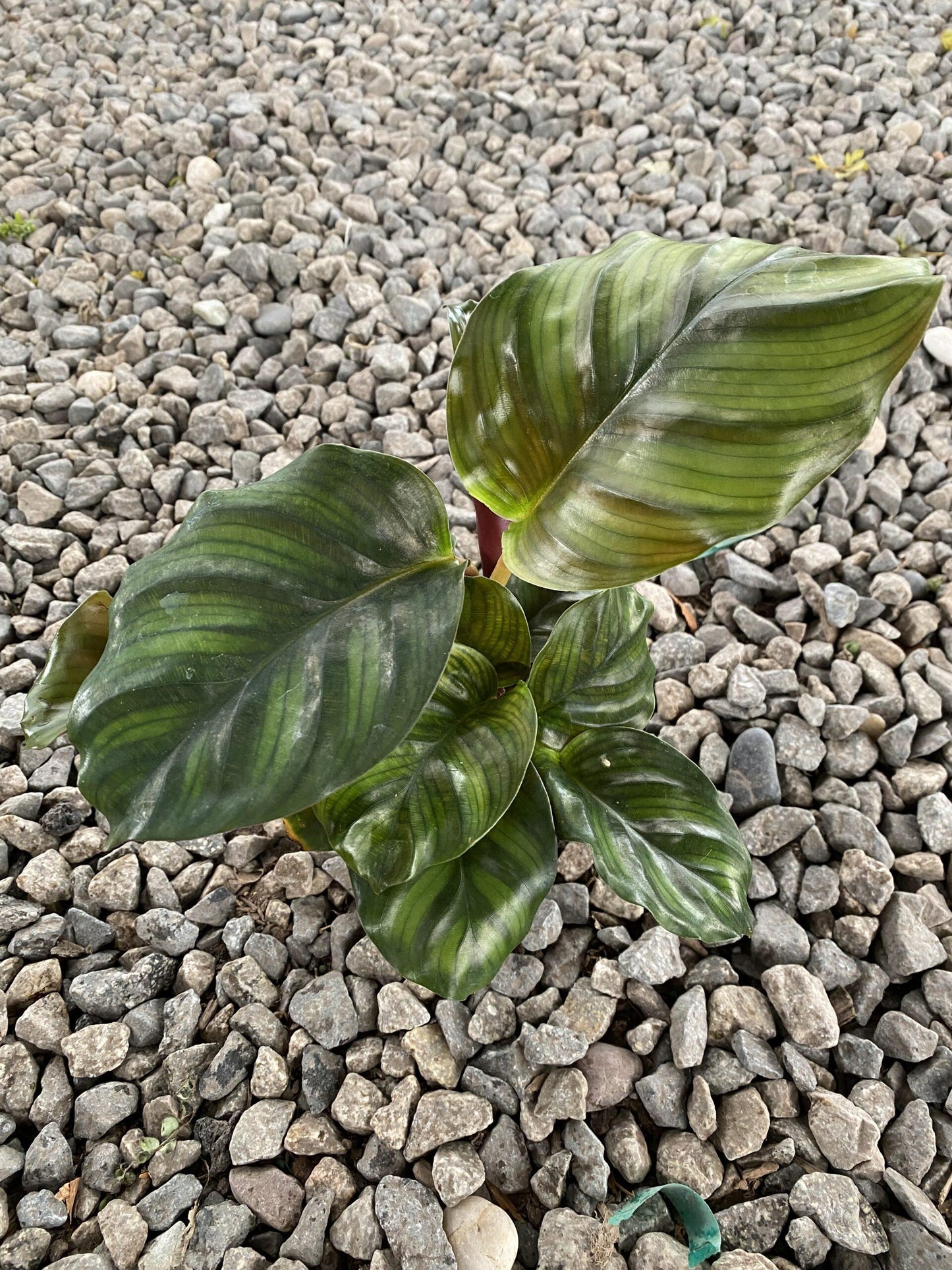 Calathea Fasciata - View 15 from www redcrocus com