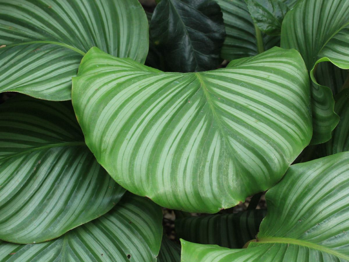Calathea Fasciata - View 16 from www redcrocus com