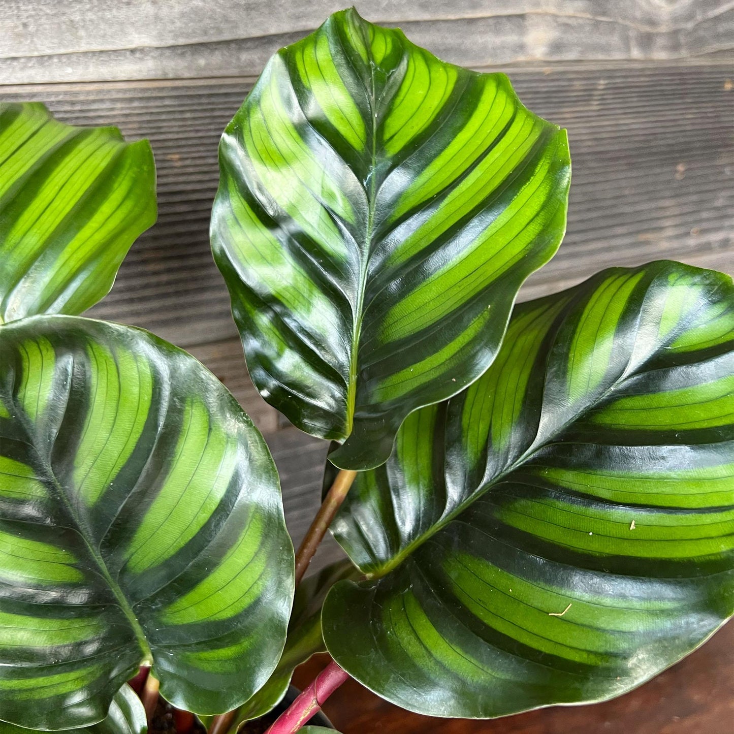 Calathea Fasciata - View 5 from www redcrocus com