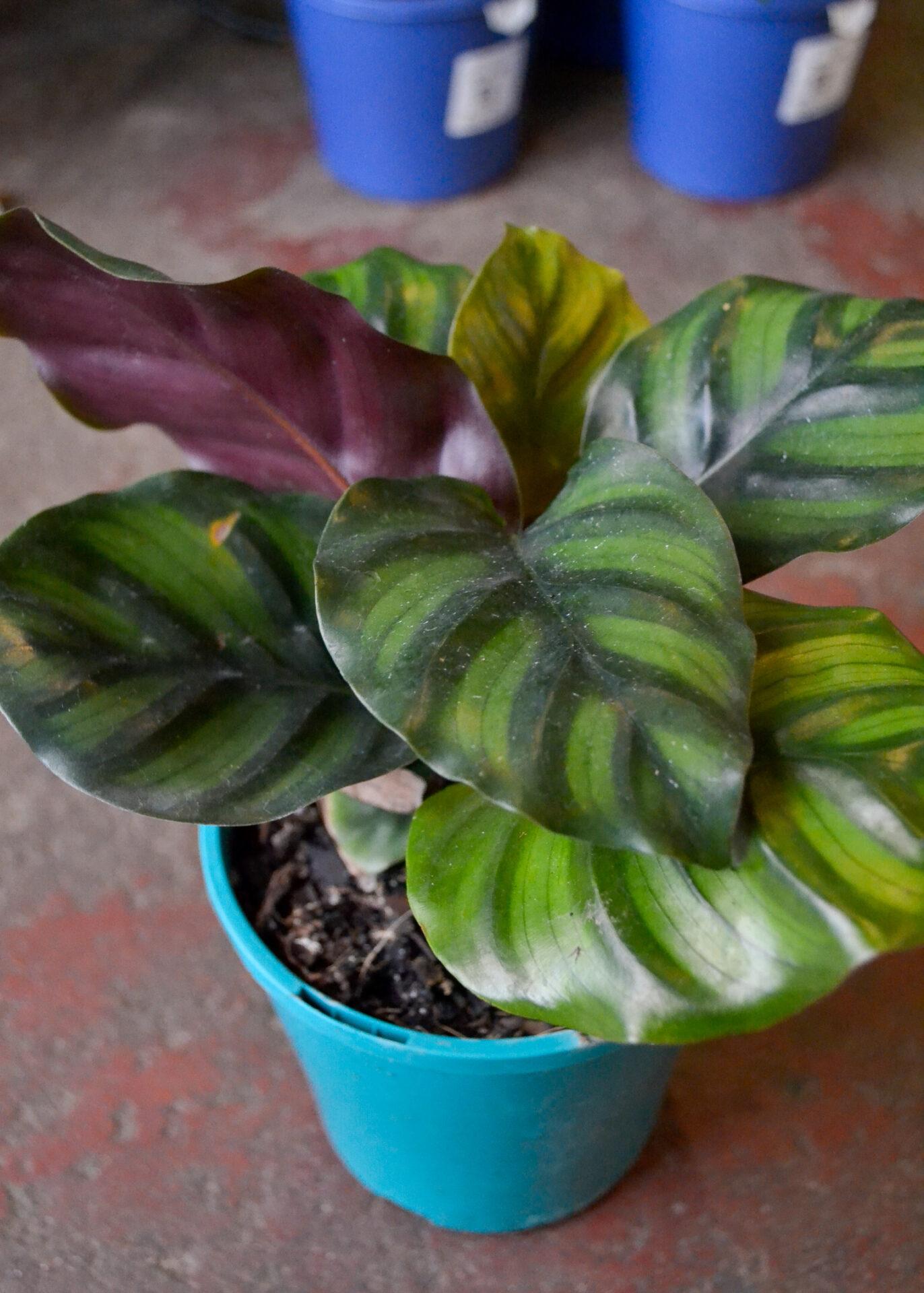 Calathea Fasciata - View 6 from www redcrocus com