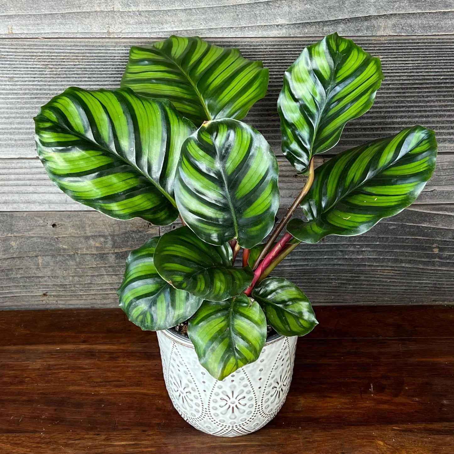 Calathea Fasciata - View 7 from www redcrocus com