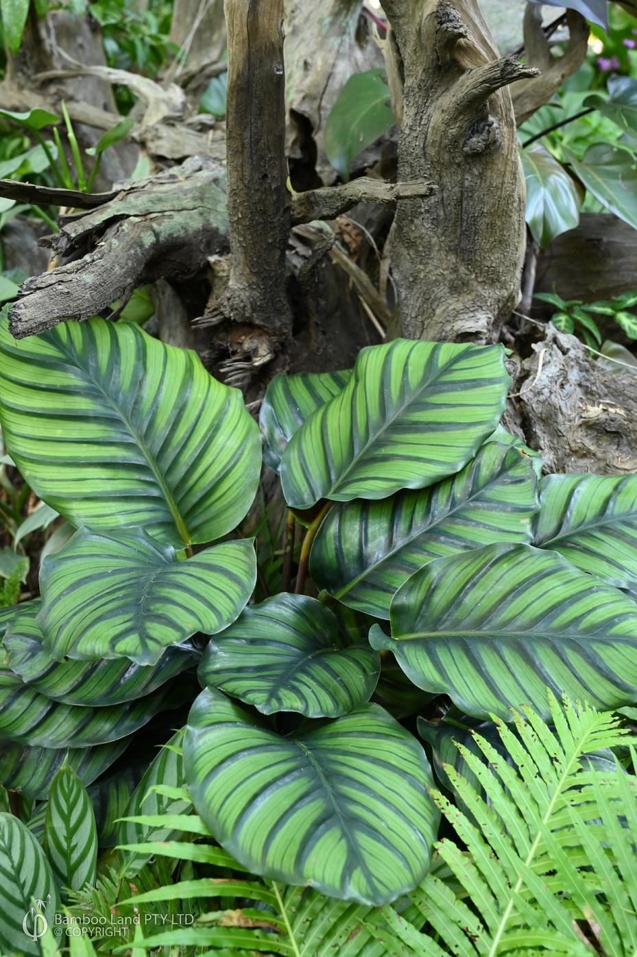 Calathea Fasciata - View 9 from www redcrocus com