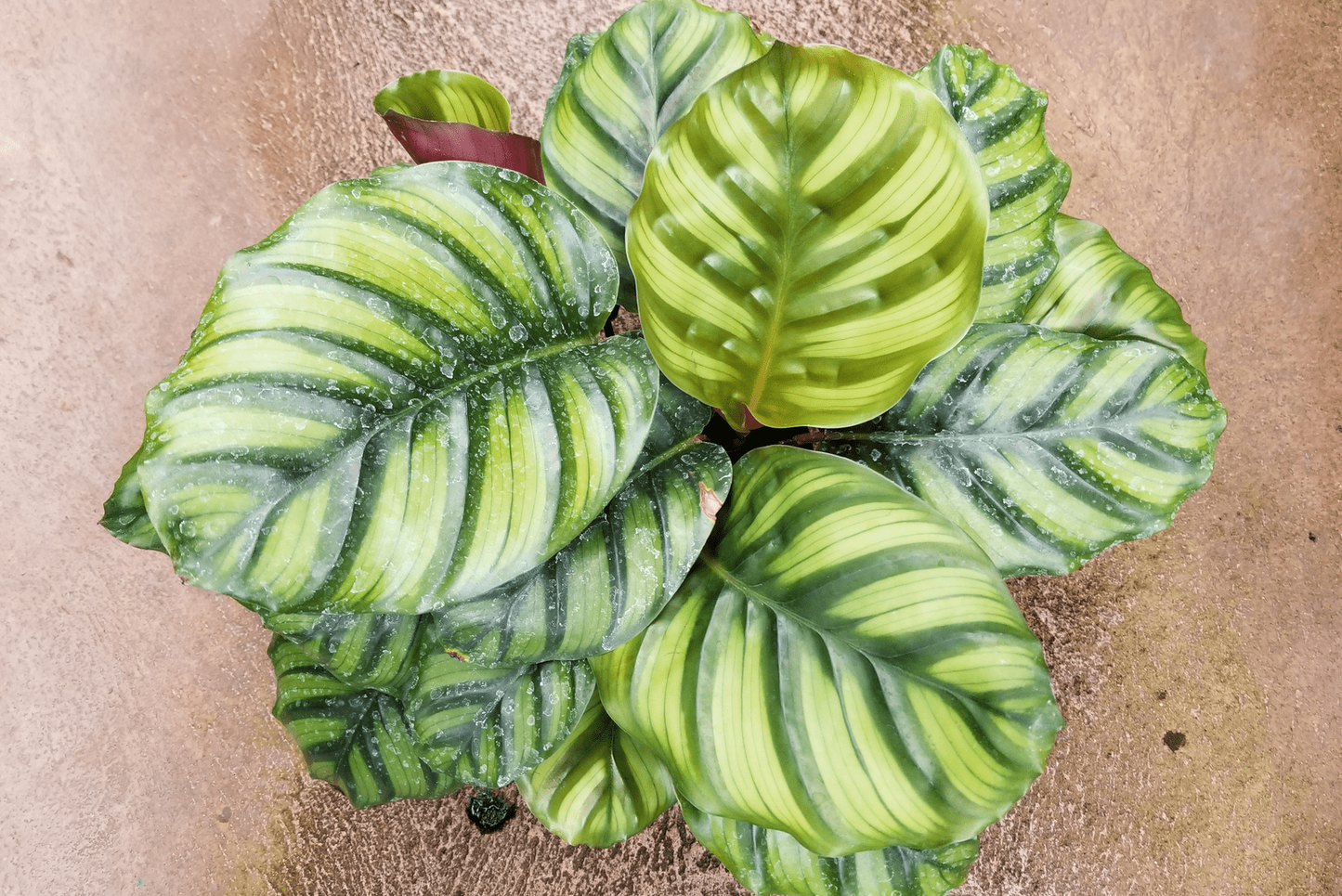 Calathea Fasciata - View 9 from www redcrocus com