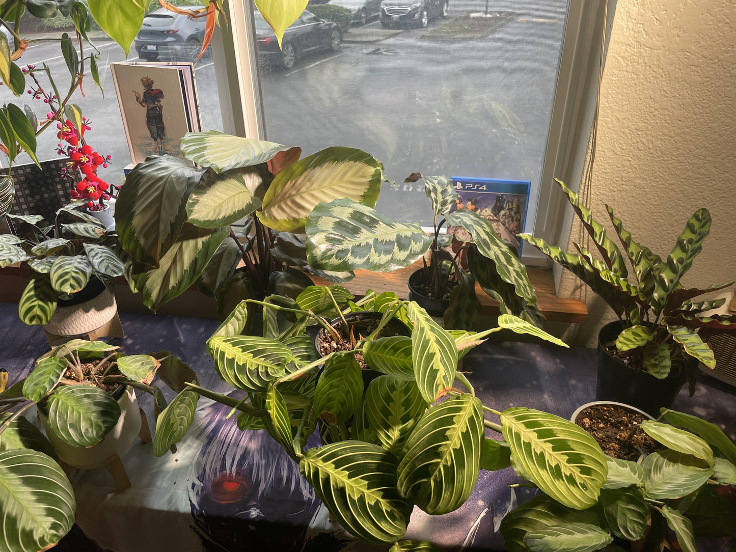Calathea 'royal Standard' - View 14 from www redcrocus com