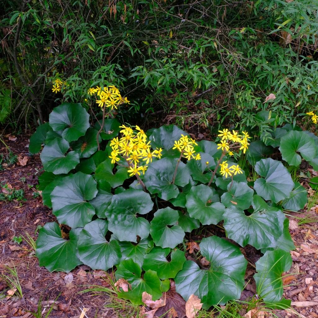 Farfugium, Assorted - View 19 from www redcrocus com