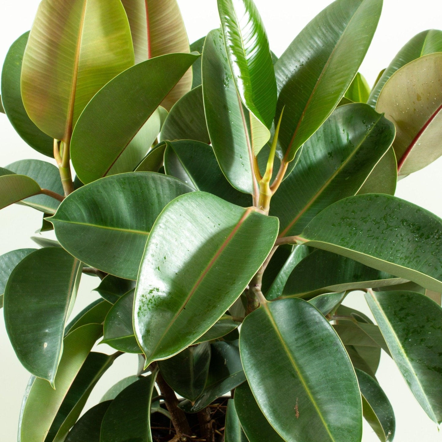 Ficus Elastica 'robusta' - View 12 from www redcrocus com
