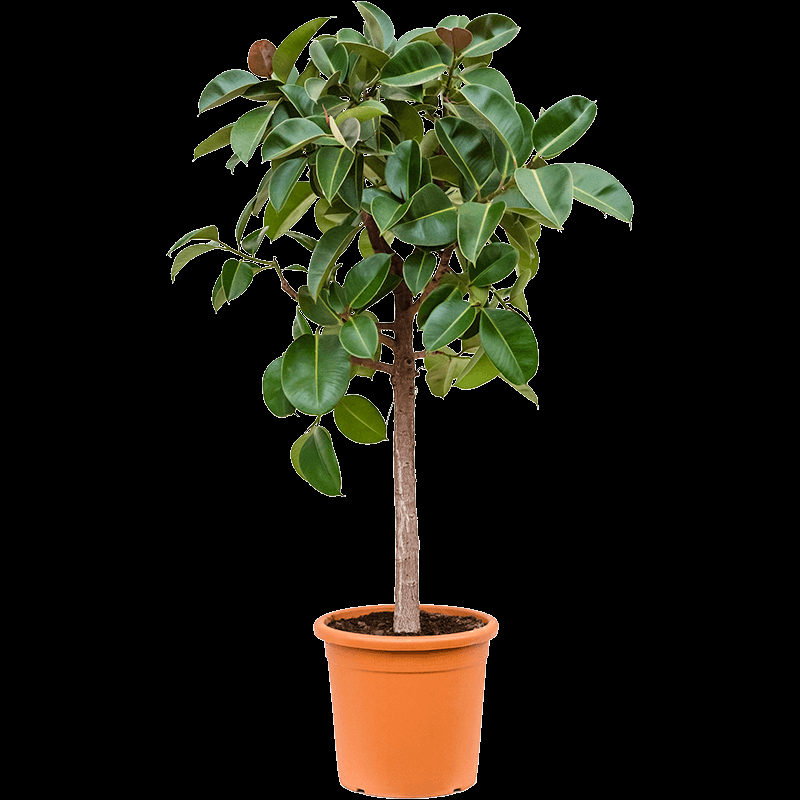 Ficus Elastica 'robusta' - View 13 from www redcrocus com