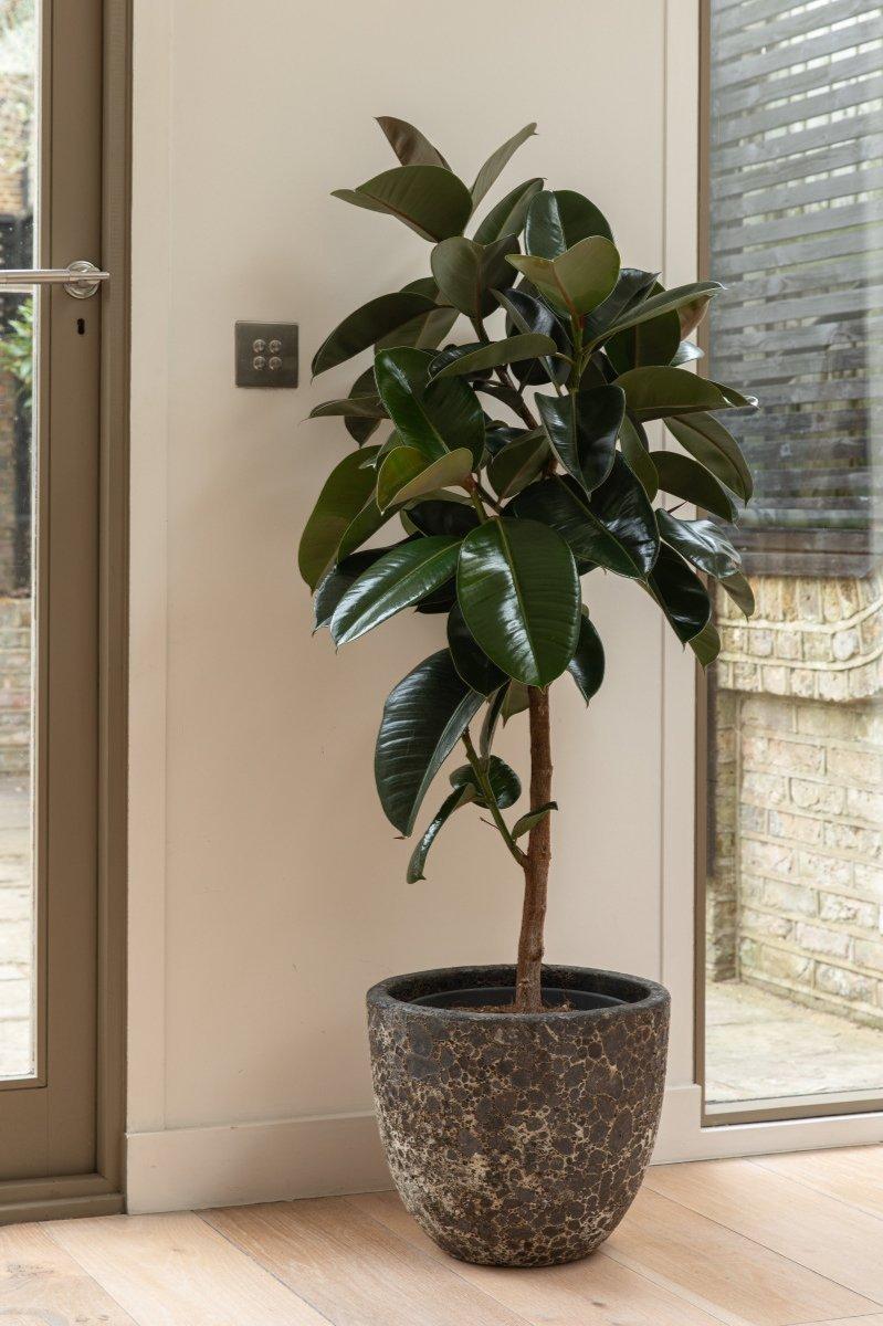 Ficus Elastica 'robusta' - View 14 from www redcrocus com