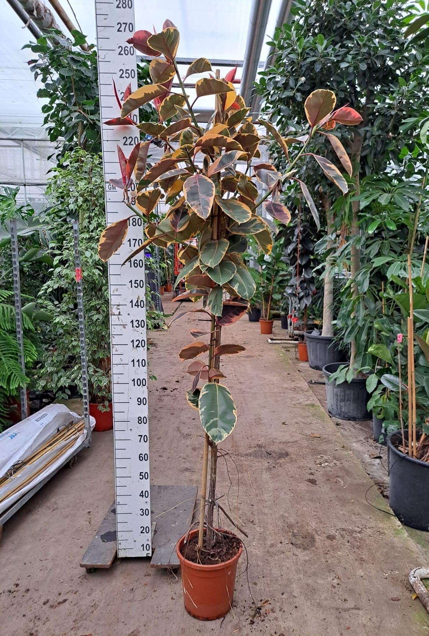 Ficus Elastica 'robusta' - View 15 from www redcrocus com