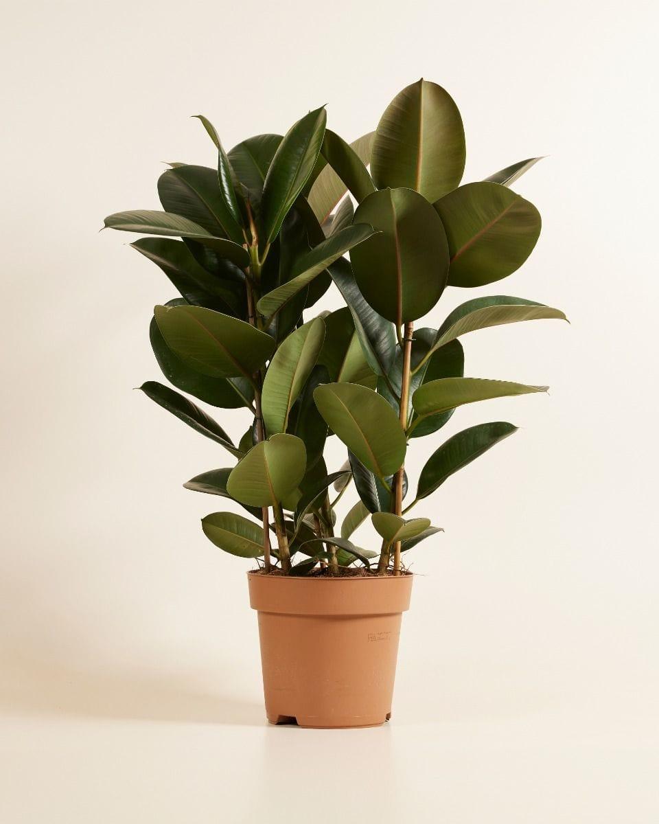 Ficus Elastica 'robusta' - View 18 from www redcrocus com