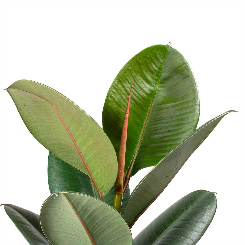 Ficus Elastica 'robusta' - View 20 from www redcrocus com