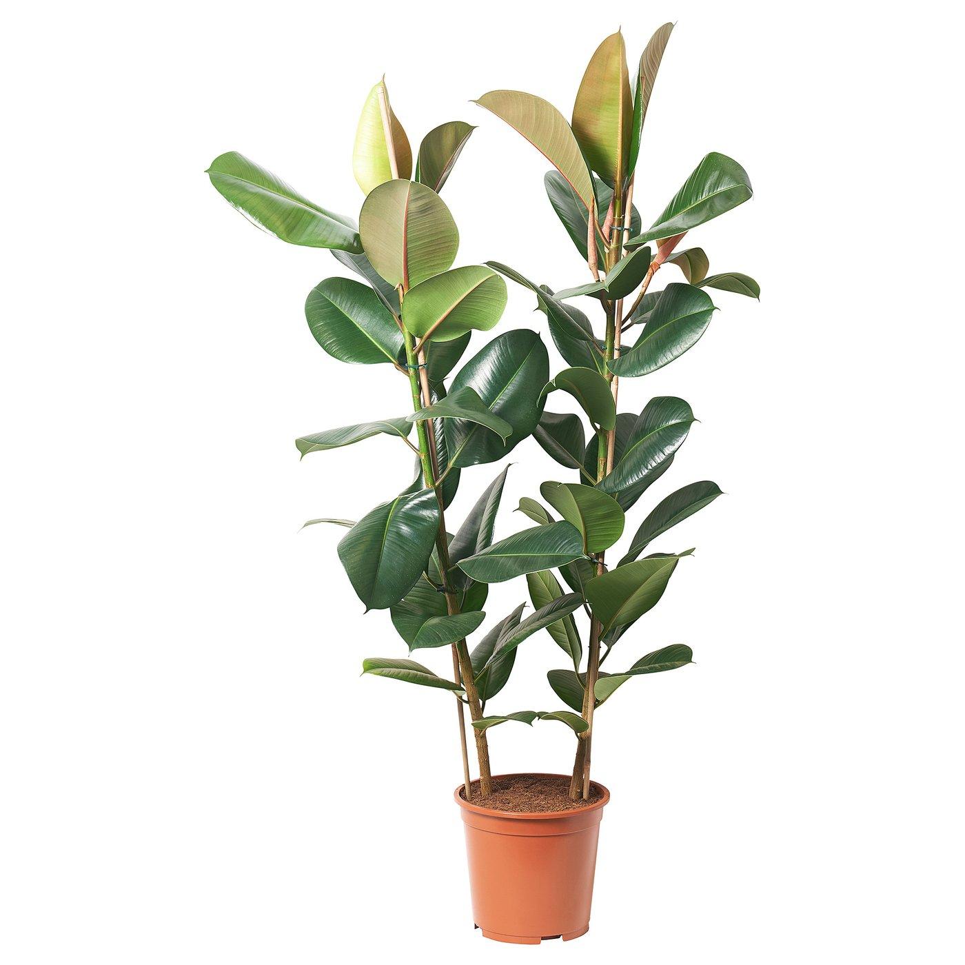 Ficus Elastica 'robusta' - View 21 from www redcrocus com