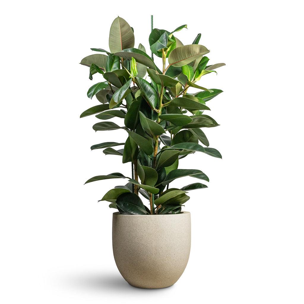 Ficus Elastica 'robusta' - View 22 from www redcrocus com
