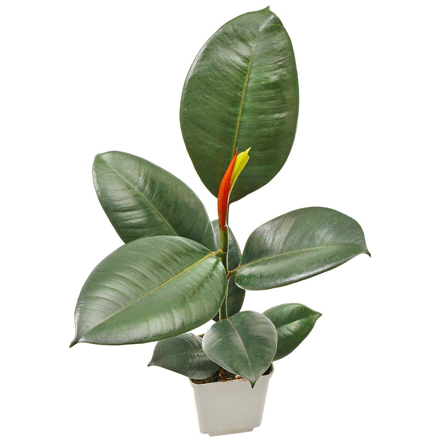 Ficus Elastica 'robusta' - View 24 from www redcrocus com