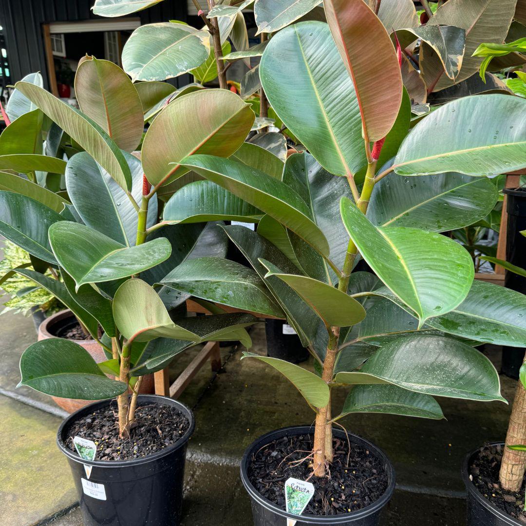 Ficus Elastica 'robusta' - View 25 from www redcrocus com